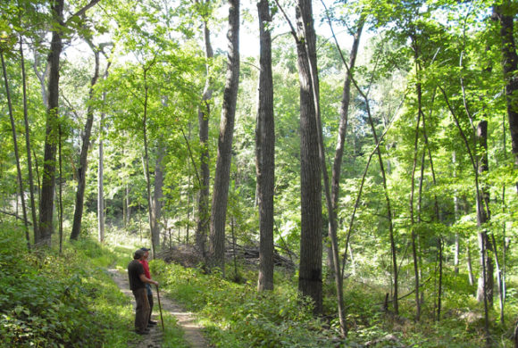My Wisconsin Woods has a New Website! My Wisconsin Woods has a New Website!