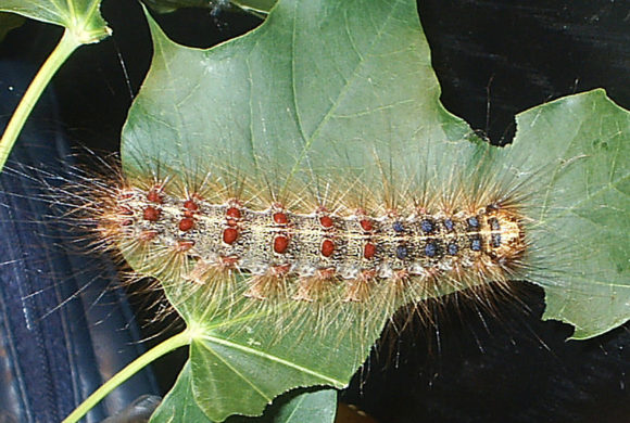 Invasive to Watch: Gypsy moth Invasive to Watch: Gypsy moth