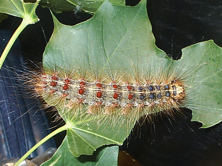 Gypsy moth caterpillar