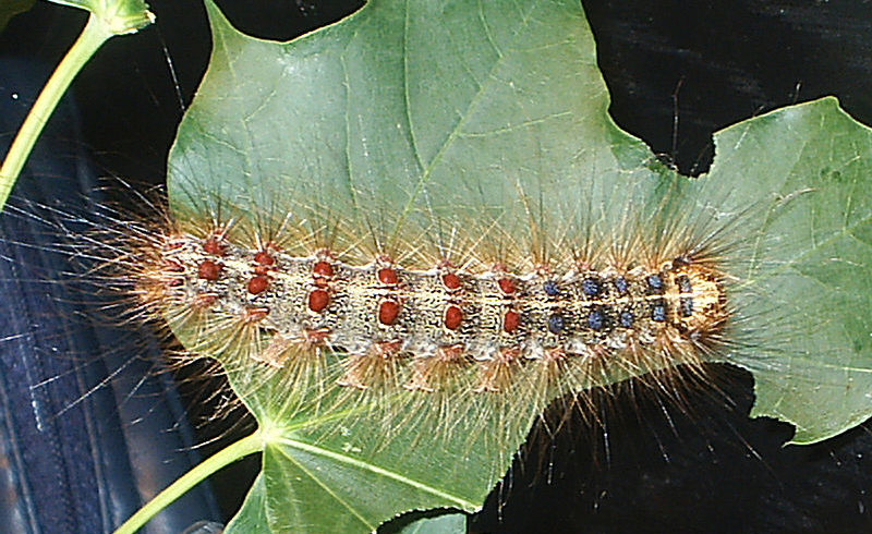 Invasive to Watch: Gypsy moth Invasive to Watch: Gypsy moth