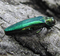 Emerald ash borer: stay away from my woods!