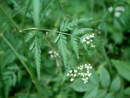 Invasive To Watch Japanese Hedge Parsley My Wisconsin Woods