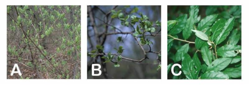 Stems and leaves of three invasive species, labeled A, B, and C.