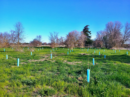 Plan, Prepare, Plant and Protect: Four P’s of Successful Tree Planting