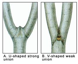 Images of U-shaped union between branches (left) and V-shaped union (right)