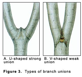 Strong Versus Weak Branches: Know the Difference?