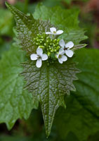 Flowers of garlic mustard