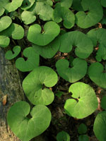 Wild ginger plants