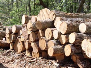 Piles of sawn logs