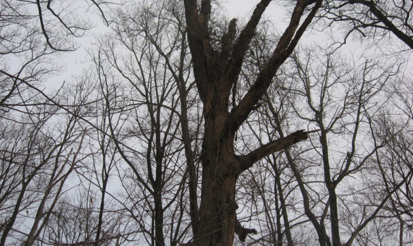 Felling Dead Trees: Listen and Watch Out Felling Dead Trees: Listen and Watch Out