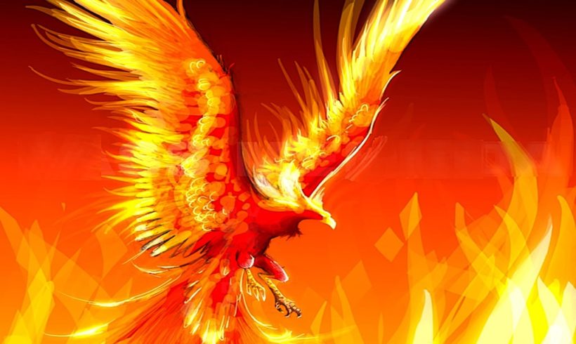 Burning Habitat: Profound Truth From A Real Fire Bird Burning Habitat: Profound Truth From A Real Fire Bird