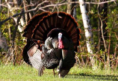 Tom turkey strutting