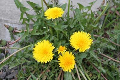 Yellow dandelion flowers