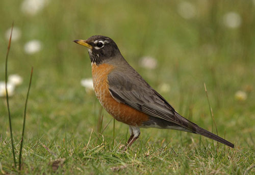 Where is the Robin in Your Yard Headed on Migration?