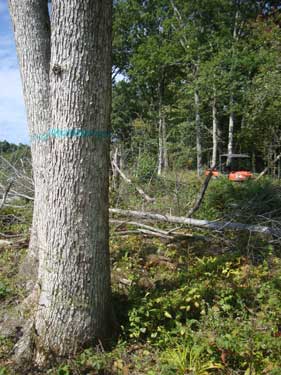 Oak trees standing next to harvested area