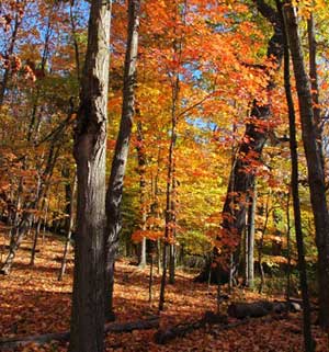 Woods in autumn