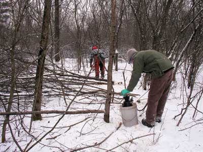Men cutting buckthorn in woods