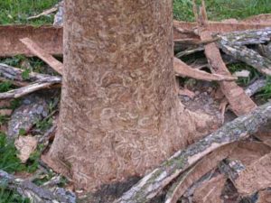 Ash borer galleries under bark