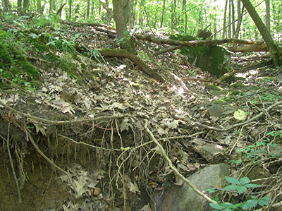 Eroding soil in a forest