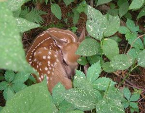 fawn-in-thicket