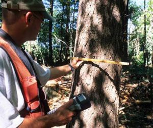 Forester measuring a tree