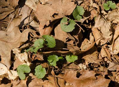 Garlic mustard leaves pokingthrough dead leaves