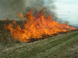 Head fire in field