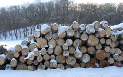 Piles of logs in snow
