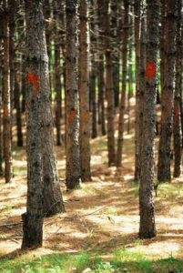 Pines marked for harvest with red paint