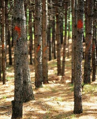 Your Trees at Risk: Heterobasidion Root Disease (HRD) Your Trees at Risk: Heterobasidion Root Disease (HRD)