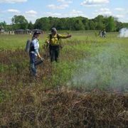 Invasive To Watch Japanese Hedge Parsley My Wisconsin Woods