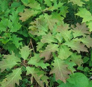 Red oak seedlings on forest floor