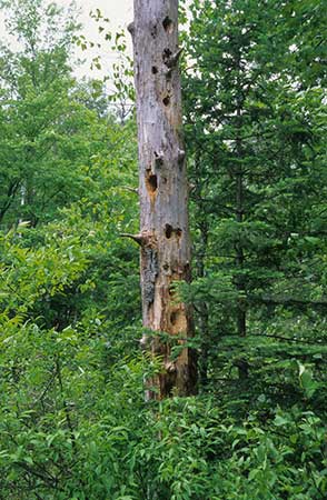 Standing dead tree with woodpecker holes