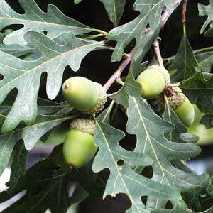 White oak acorns