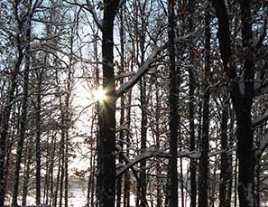Seeing the Forest For the Trees: Value of Knowing Your Winter Woods