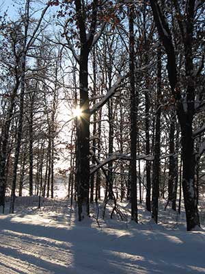 Woods in winter