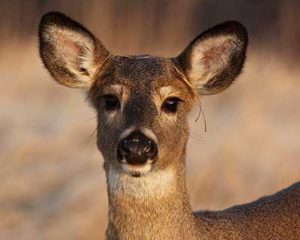 Closeup of white-tailed deer