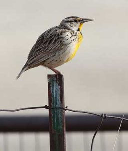 Meadowlark on a fence post