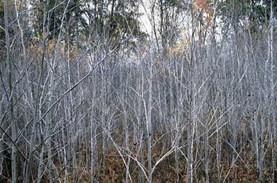 Young trees crowded together