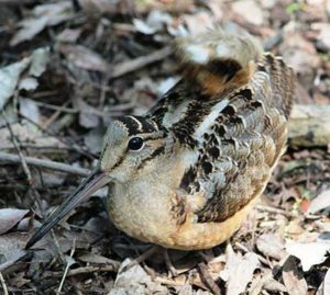 Closeup of woodcock on ground