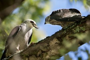 Mississippi kites on a branch