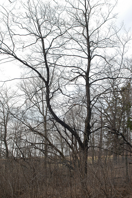 Ironwood tree against gray sky