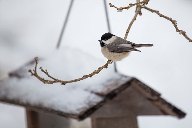 Chickadee near feeder in snow