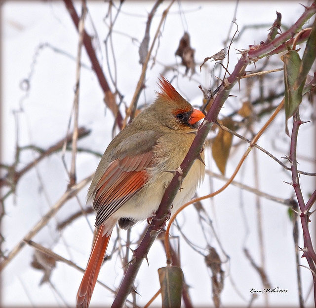 Female cardinal on branch