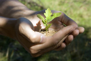 Oak seedling in person's hands