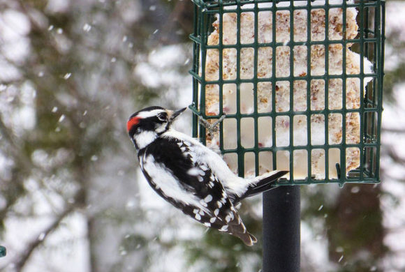 Is Winter Bird Feeding Good for Birds? Is Winter Bird Feeding Good for Birds?