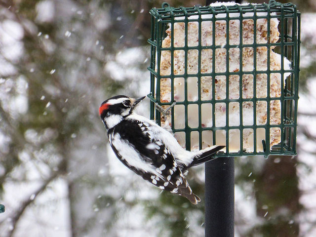 Woodpecker at feeder in snow