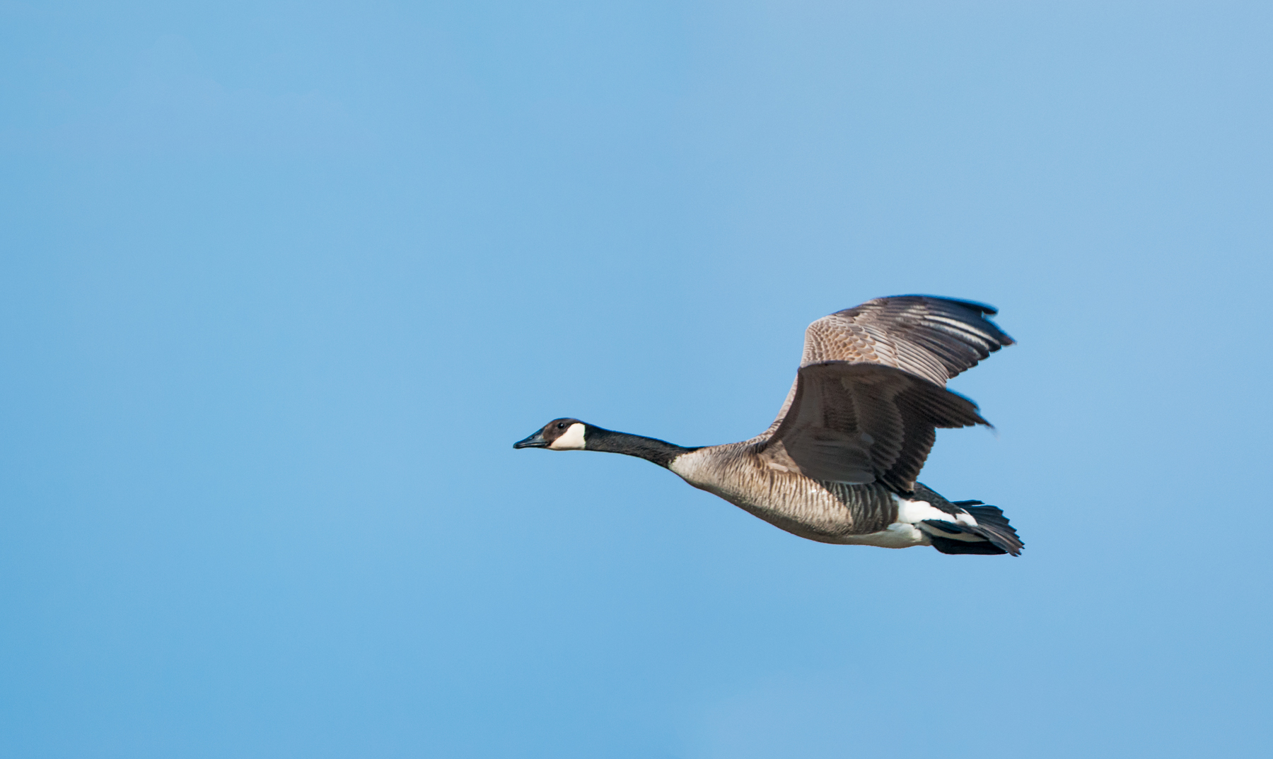 Canada Goose Flying - My Wisconsin Woods 2016