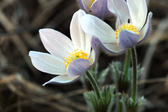 Keeping Track: Frequently Asked Questions About Phenology Keeping Track: Frequently Asked Questions About Phenology