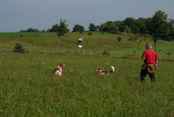 Dogs, Land, People, and Potential Dogs, Land, People, and Potential